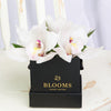 Simple Orchid Gift Box, Orchid Hat Box, Orchid Gifts, Floral Arrangements, NY Same Day Delivery