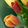 Country Garden Tulip Bouquet, Multi Colour Tulip Bouquet, Tulip Gifts, Mixed Floral Bouquets, Floral Gifts, NY Same Day Delivery