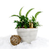 Potted Tropical Plant Garden from New York Blooms - Tropical Plant Gifts - New York Delivery.