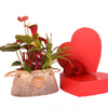 Valentine's Day Romantic Anthurium from New York Blooms - Plant Gifts - New York Delivery.