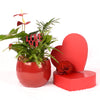 Valentine's Day Ardent Red Anthurium from New York Blooms - Plant Gifts - New York Delivery.