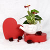 Valentine's Day Planted With Love Anthurium from New York Blooms - Planter Gifts - New York Delivery.