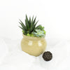 Succulent Trio Potted Arrangement from New York Blooms - Plant Gifts - New York Delivery.