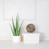 Potted Aloe Vera Plant from New York Blooms - Plant Gifts - New York Delivery.