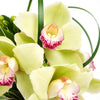 Delicate Pastel Orchid Floral Gift