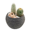 Forever Green Cactus Plant from New York Blooms is a great gift choice for the people in your life who love greenery but do not always have time to spend taking care of them.