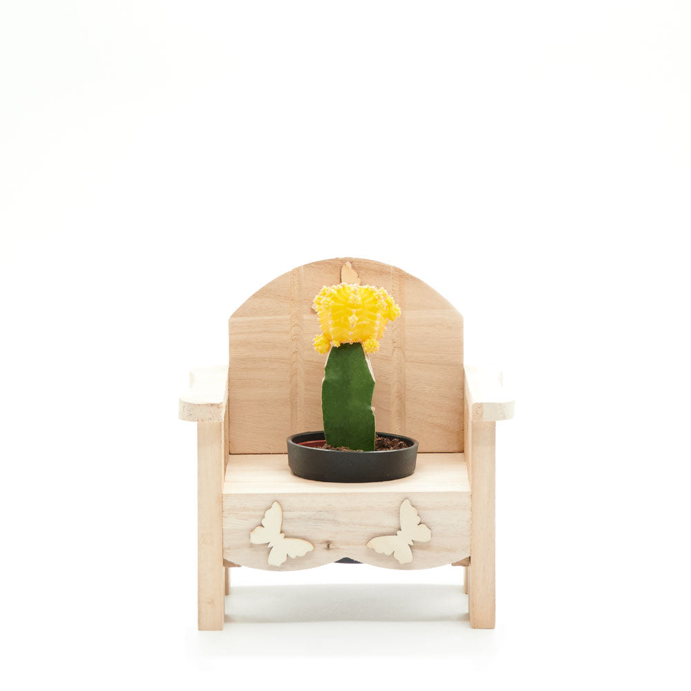 Laid-Back Cactus Gift, potted plant gift , potted plant gifts, gifts, cactus, potted plant, New York Blooms - New York Delivery Blooms