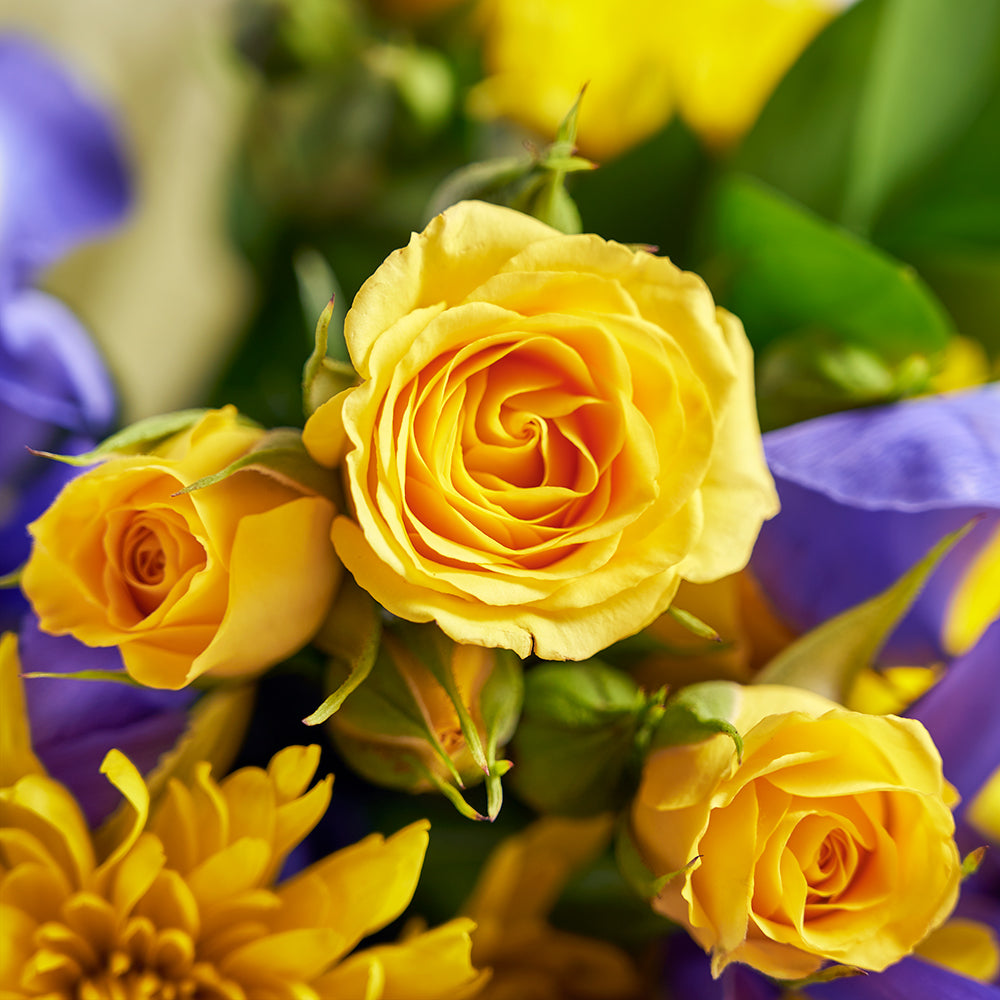 Luminous Lavender Iris Bouquet harmonizes the vibrant yellow of the sun with the soothing lavender tones of irises, creating a versatile flower gift suitable for any occasion. New York Blooms