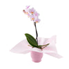 Pink Whispers Exotic Orchid Plant from New York Blooms - Plant Gifts - New York Delivery.