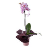 Elegant Orchid Plant, plant gift, orchid gift, orchid, same day new york delivery, new york delivery