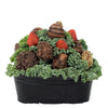 Mother’s Day 12 Chocolate Covered Strawberry Gift Tin from New York Blooms - Gourmet Gift Set - New York Delivery.