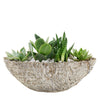 Nature's Own Succulent Garden from New York Blooms - Planter Gifts - New York Delivery.
