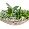 Nature's Own Succulent Garden, Succulent Garden, Terrariums, Floral Gifts, NY Same Day Delivery