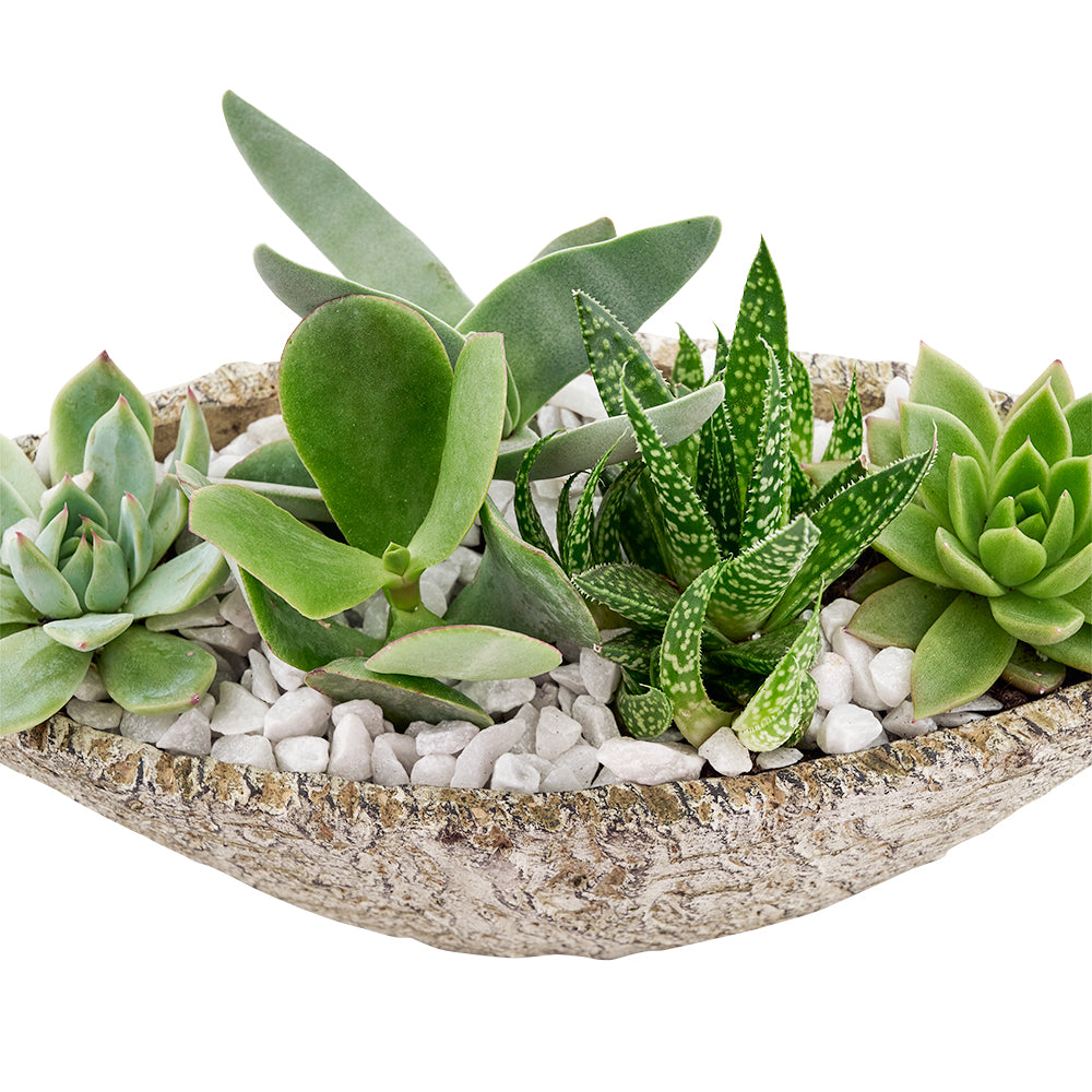 Nature's Own Succulent Garden from New York Blooms - Planter Gifts - New York Delivery.