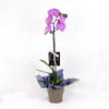 Valentine's Day Pink Orchid, Purple Orchid, Orchid Gifts, Planter Gifts, Plants, NY Same Day Delivery