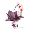 Orchid and Planter from New York Blooms - Planter Gift Set - New York Delivery.