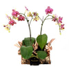 Oriental Musings Exotic Orchid Plant, Orchid Gifts, Red Orchids, Pink Orchids, Two Orchids, Planter Gifts, Plant Gifts, NY Same Day Delivery