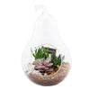 Pear-Shaped Succulent Terrarium from New York Blooms - Planter Gifts - New York Delivery.