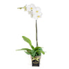 Pearl Essence Exotic Orchid Plant, White Orchids, Orchid Gifts, Plant Gifts, Planter Gifts, Valentine's Day, NY Same Day Delivery