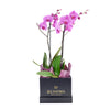 Perfect In Pink Exotic Orchid Plant from New York Blooms - Plant Gifts - New York Delivery.