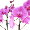 Perfect In Pink Exotic Orchid Plant, Pink Orchid Plant, Plant Gifts, Floral Gifts, Gift Baskets, NY Same Day Delivery