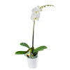 Pure & Simple Exotic Orchid Plant from New York Blooms - Floral Gifts - New York Delivery.