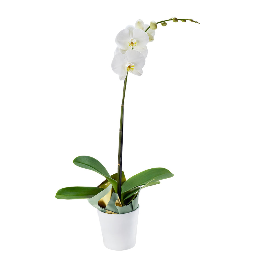 Pure & Simple Exotic Orchid Plant from New York Blooms - Floral Gifts - New York Delivery.