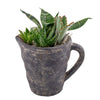 Sitting Pretty Succulent Pitcher, Succulent Gifts, Succulent Garden, Floral Gifts, Planter Gifts, Gift Baskets, NY Same Day Delivery