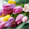 Spring Radiance Tulip Bouquet, Multi Color Tulips, Tulip Gifts, Floral Bouquets, Tulip Bouquets, Mixed Floral Bouquets, NY Same Day Delivery