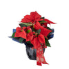 Festive Poinsettia Gift from New York Blooms, a perfect gift to bring a touch of holiday spirit to someone special.