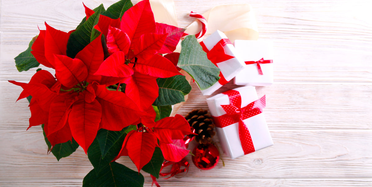 Why Flowers Are Perfect for Long-Distance Christmas Gifts