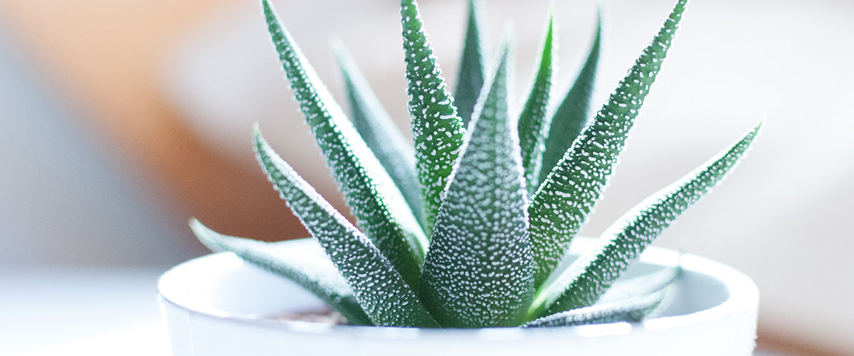 Aloe Vera