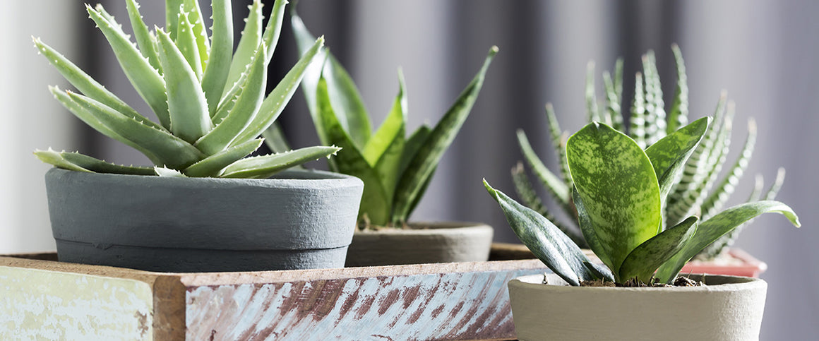 Plants - Bestsellers