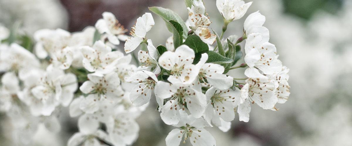 Flowering Plants