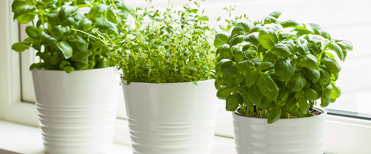Kitchen Plants