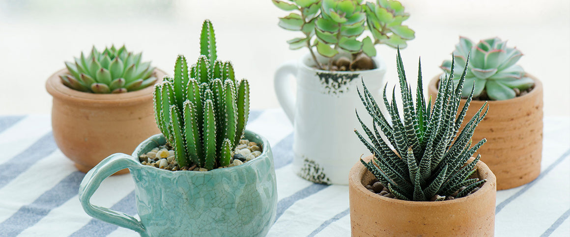 Plants - New Arrivals