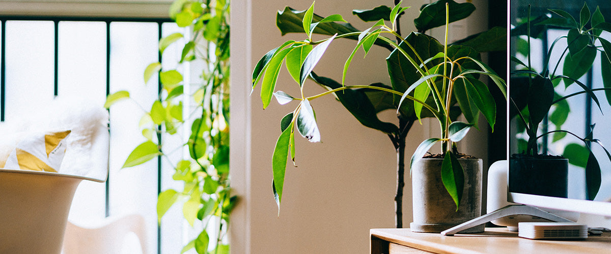Office Plants New York City