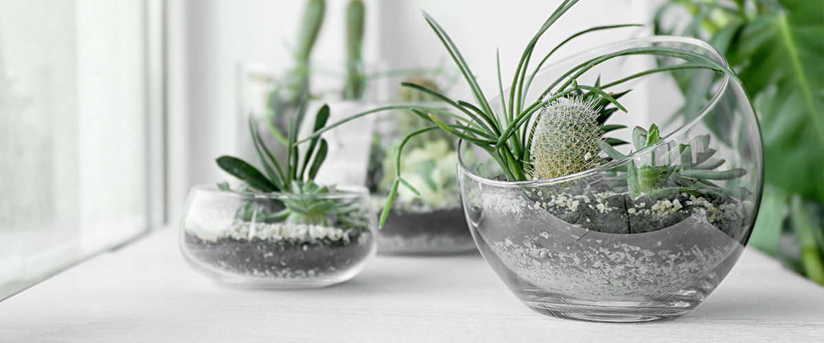 Terrariums