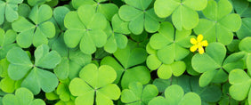 St. Patrick's Day Flower Gifts - New York same day shipping - flower delivery