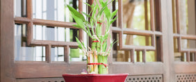 Bulbs & Bamboos Gifts - New York Flower Delivery