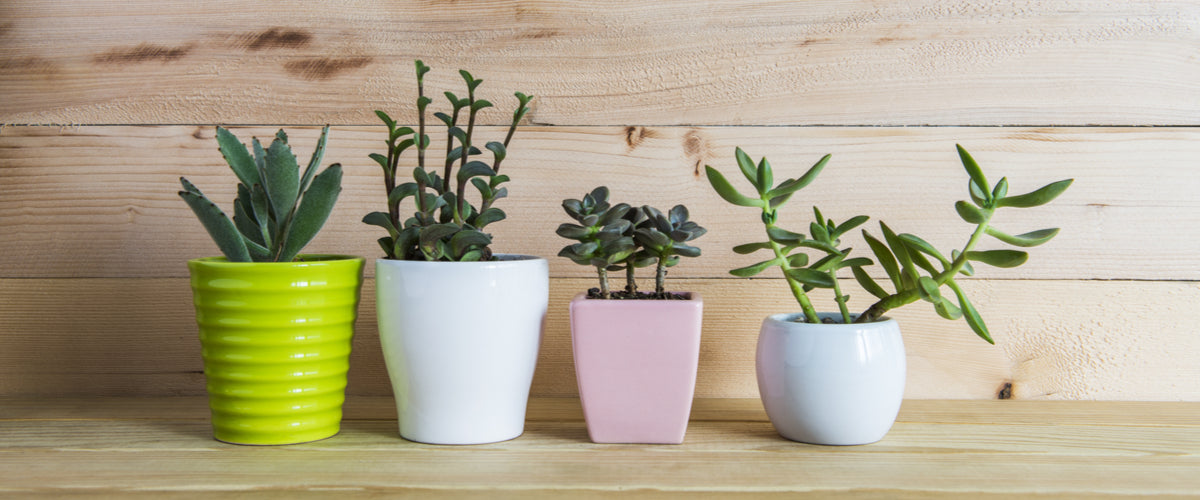 Blooms Insider - Plants