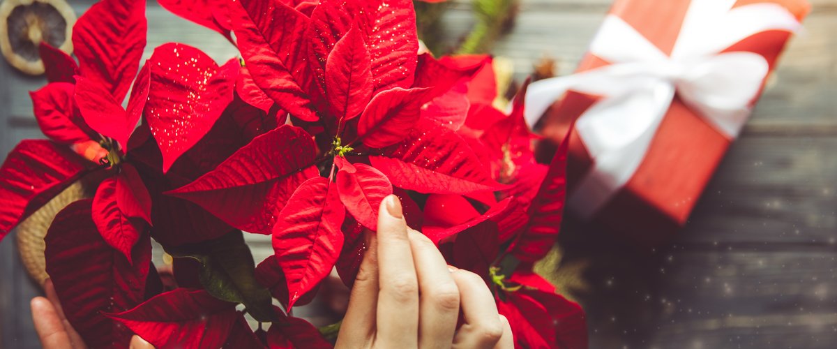 Christmas Flowers New York City