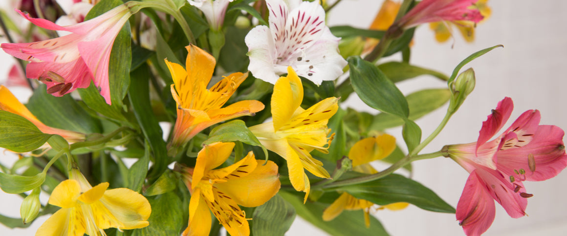 Alstroemeria / Peruvian Lilies