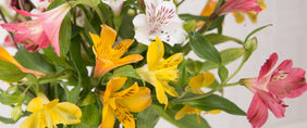 Peruvian Lilies Flower Gifts New York Blooms - Same Day shipping - New York Blooms