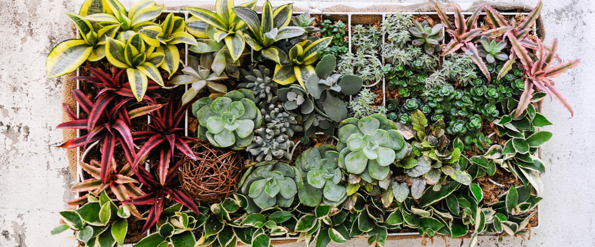 Succulent Gardens