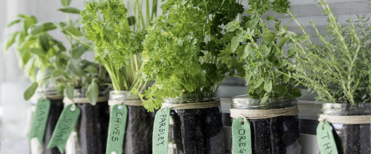 Herbs