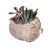 Acorn Succulent Plant Arrangement