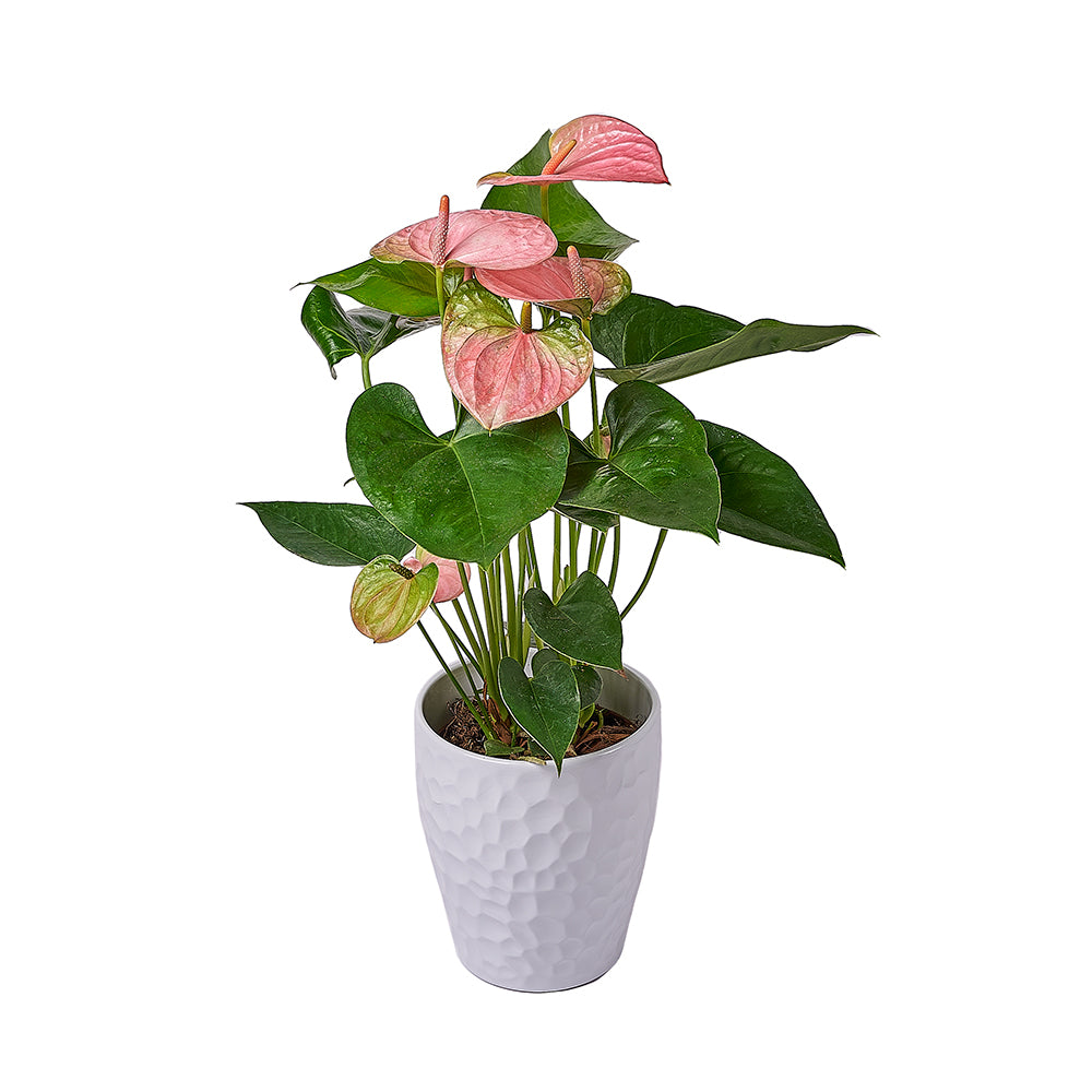 Blush Pink Anthurium Plant