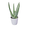 Calm Recollections Aloe Vera Plant, plant gift, plant, aloe vera gift, aloe vera, succulent gift, succulent, New York delivery