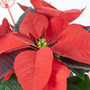 Classic Poinsettia Gift, Potted Flower, flowers, Flower Arrangement, christmas, holiday, Set 24040-2021, holiday flower delivery, delivery holiday flower, christmas plant new york, new york christmas plant, new york delivery